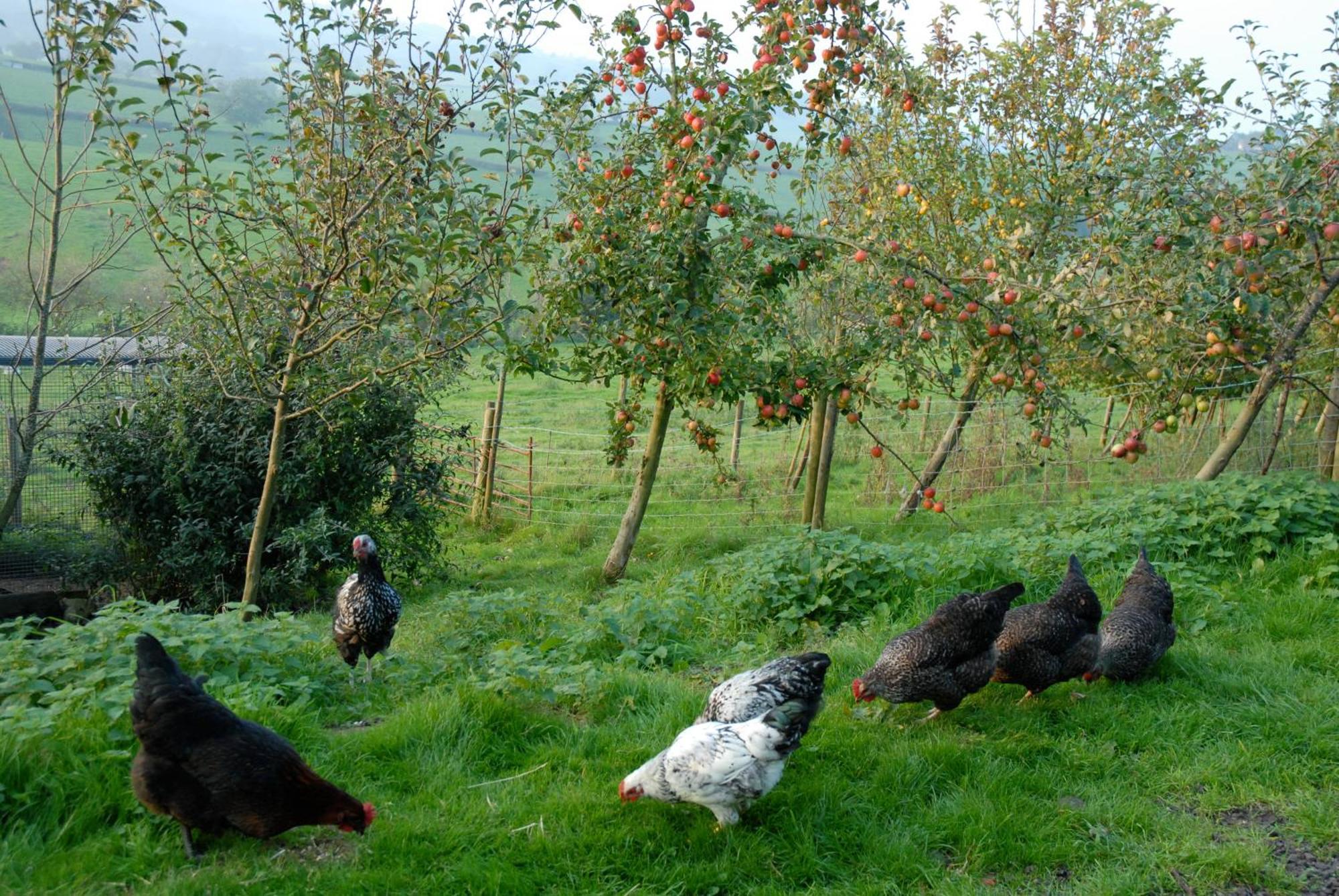 T'S At Lower Rudloe Farm Hostal Corsham Exterior foto